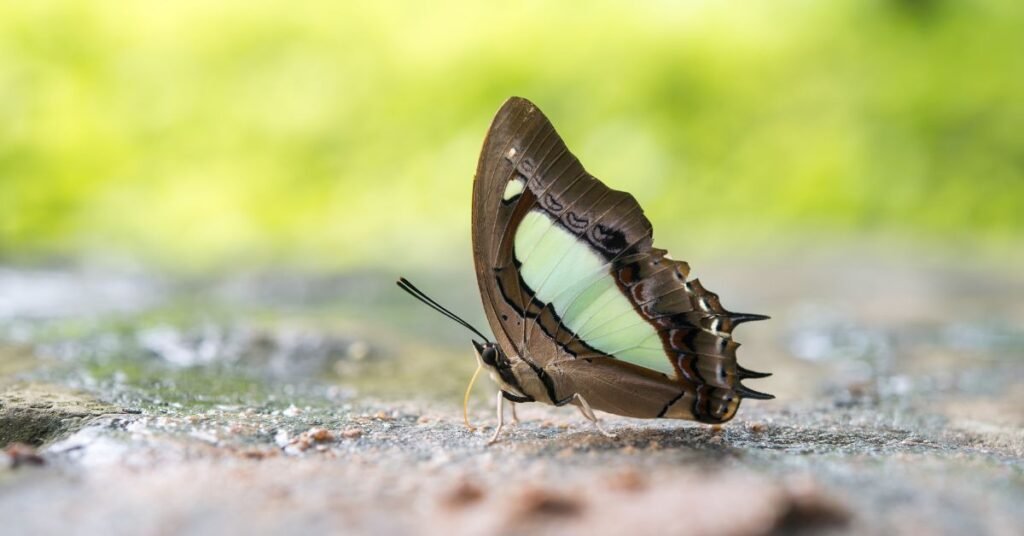 does a moth eat clothes